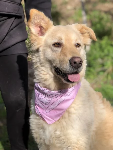 Lisa canile basso lazio