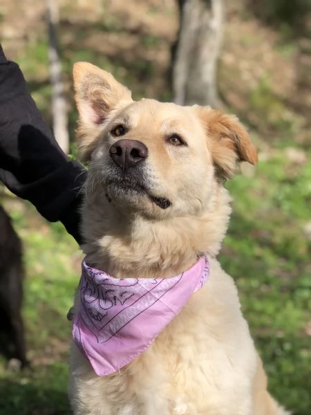 Lisa canile basso lazio | Foto 1