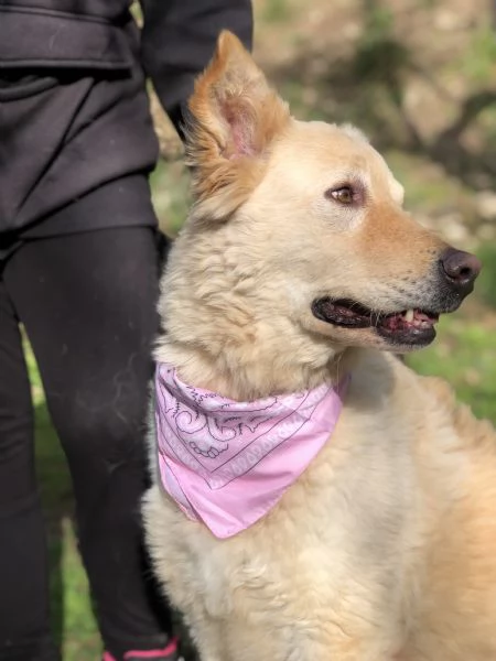 Lisa canile basso lazio | Foto 0