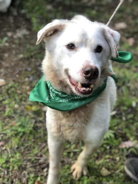 Lenticchia canile basso lazio | Foto 4