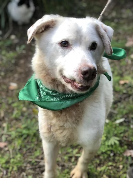 Lenticchia canile basso lazio | Foto 3