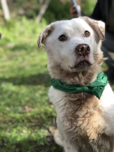 Lenticchia canile basso lazio | Foto 2