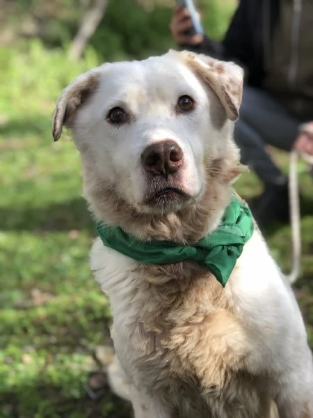 Lenticchia canile basso lazio | Foto 1