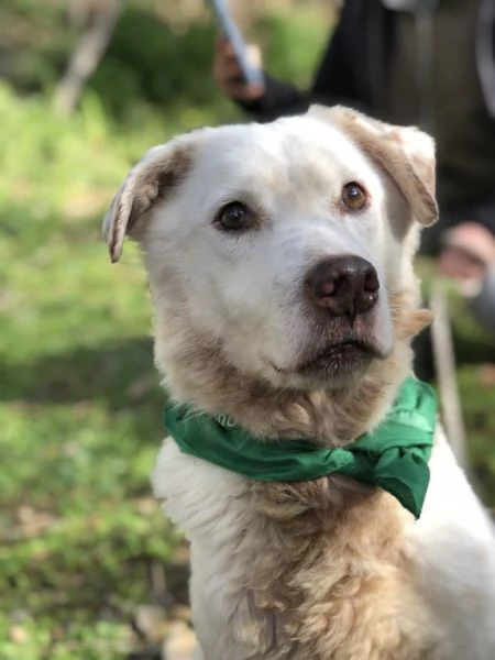 Lenticchia canile basso lazio