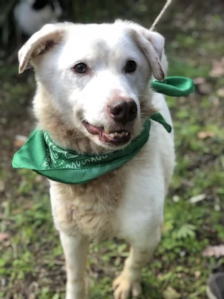 Lenticchia canile basso lazio | Foto 0