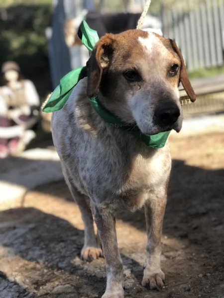 Giustino canile basso lazio | Foto 2
