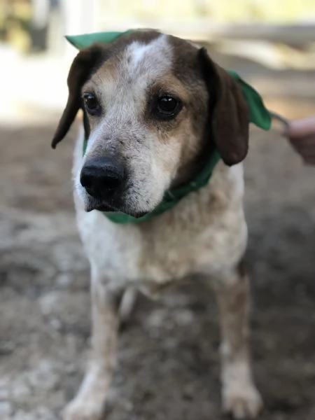 Giustino canile basso lazio | Foto 1