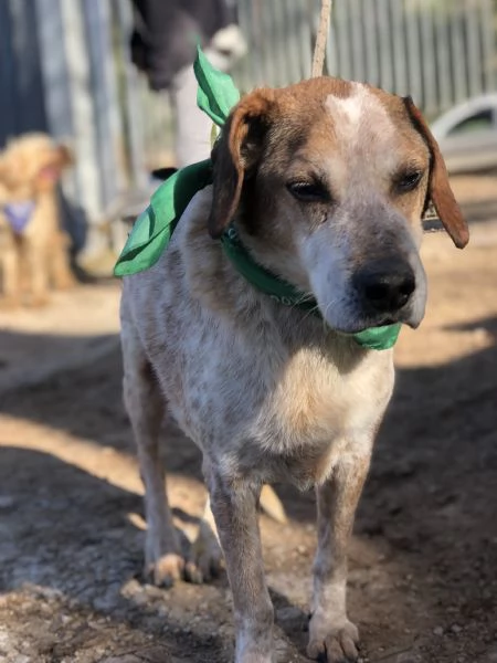 Giustino canile basso lazio | Foto 0