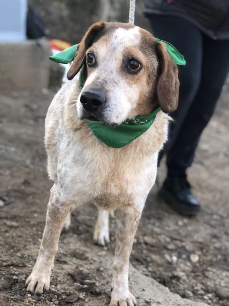 Giustino canile basso lazio