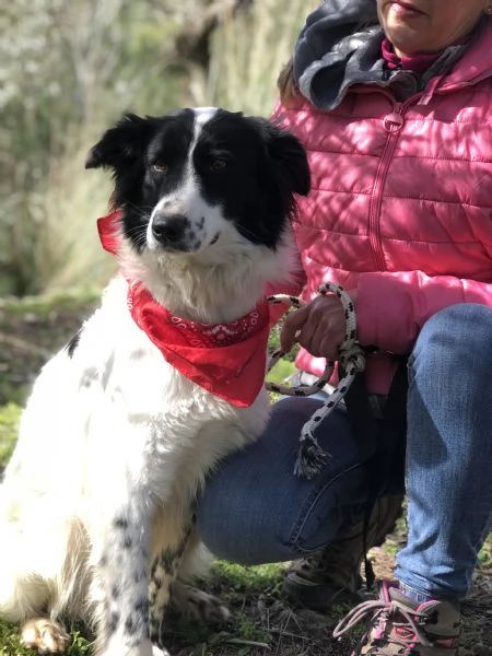 Vicky canile basso lazio | Foto 4