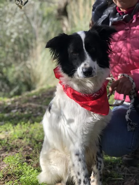 Vicky canile basso lazio | Foto 2