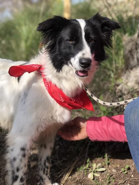 Vicky canile basso lazio | Foto 0