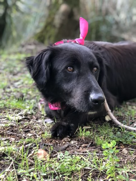 Susy canile basso lazio | Foto 4