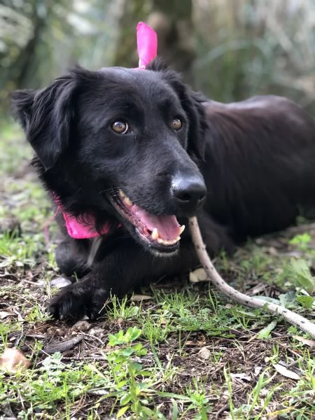 Susy canile basso lazio | Foto 3