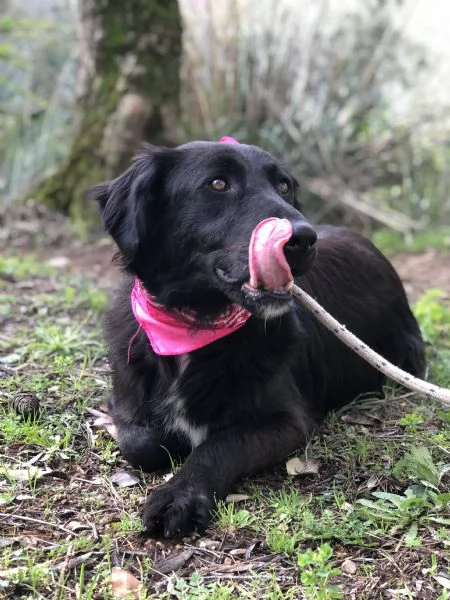 Susy canile basso lazio | Foto 2