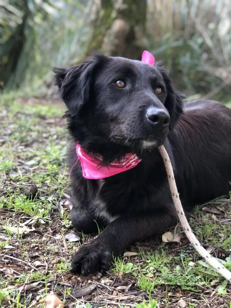 Susy canile basso lazio