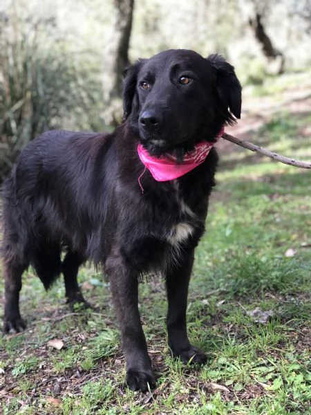 Susy canile basso lazio | Foto 1