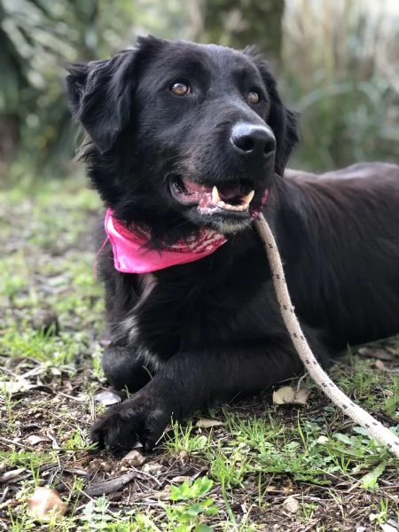 Susy canile basso lazio | Foto 0