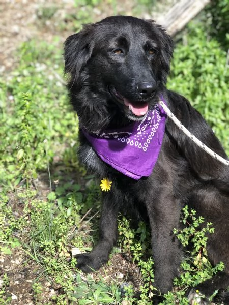 Maya canile basso lazio | Foto 2