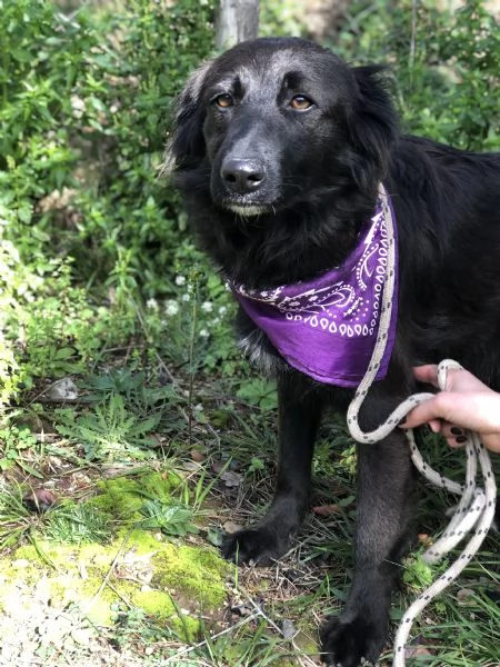 Maya canile basso lazio | Foto 1