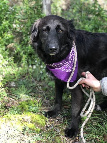 Maya canile basso lazio | Foto 0