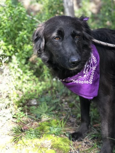 Maya canile basso lazio