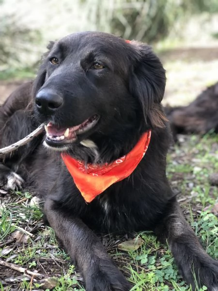 Ariel canile basso lazio | Foto 5