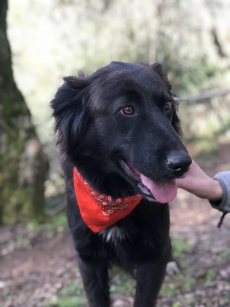 Ariel canile basso lazio | Foto 4