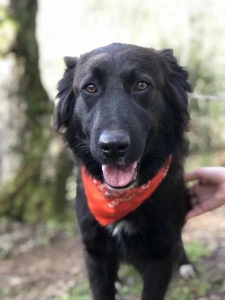 Ariel canile basso lazio | Foto 3