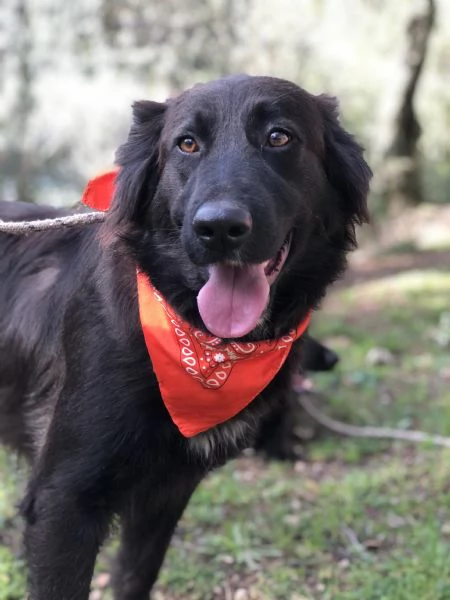 Ariel canile basso lazio | Foto 1