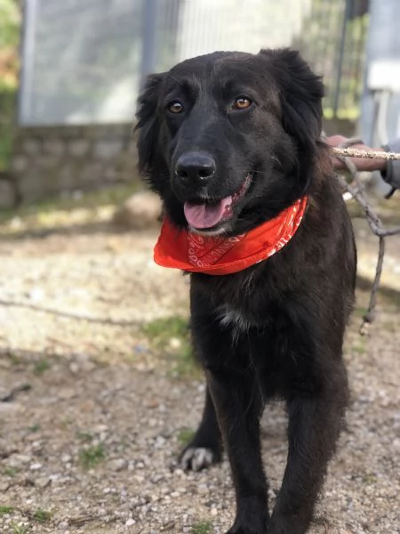 Ariel canile basso lazio