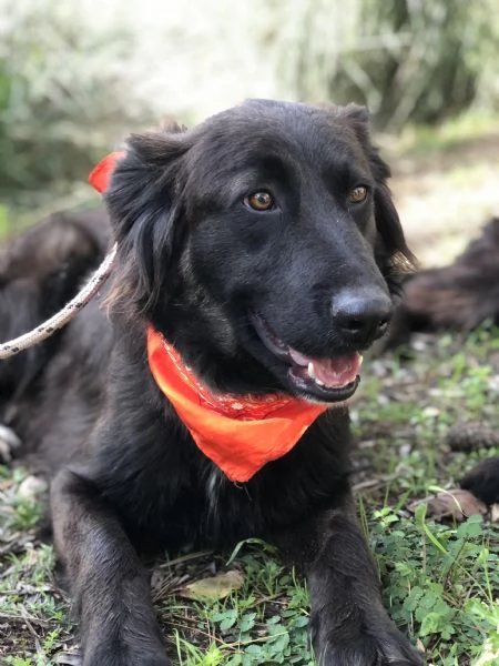 Ariel canile basso lazio | Foto 0