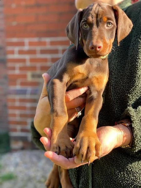 regalo adorabili cuccioli  dobermann  femminucce e maschietti  gratuita