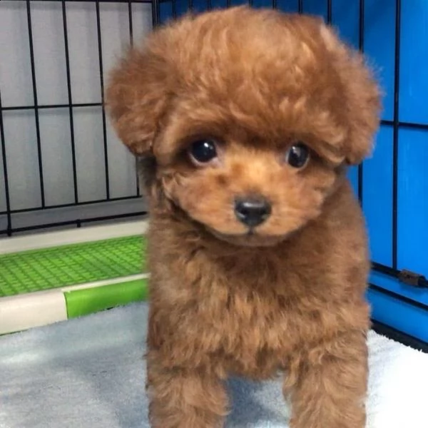 adorabili cuccioli di barboncino in adozione | Foto 1