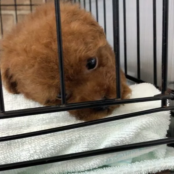 adorabili cuccioli di barboncino in adozione