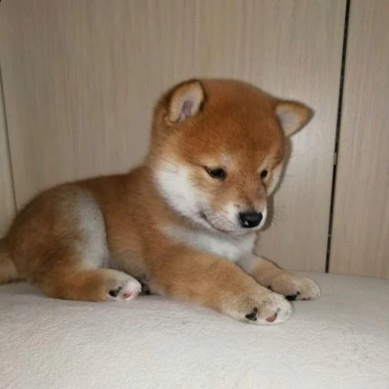 regalo due cuccioli di shiba inu per ladozione disponibili per una buona case i cuccioli sono ben 