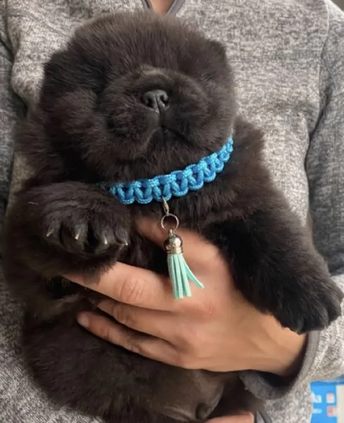 309 %[at]cuccioli di chow-chow con pedigree fci | Foto 0