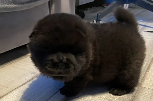 309 %[at]cuccioli di chow-chow con pedigree fci