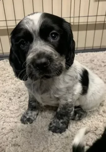 cuccioli di cocker spaniel