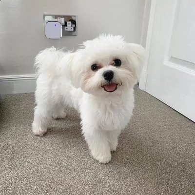 cuccioli maltesi eccezionali e straordinariamente adorabili