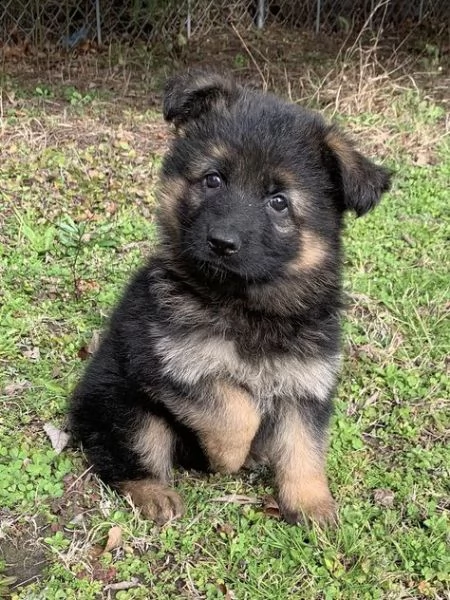 regalo cuccioli pastore tedesco cuccioli di pastore tedesco sono 3 femmine e 2 maschio le foto sono