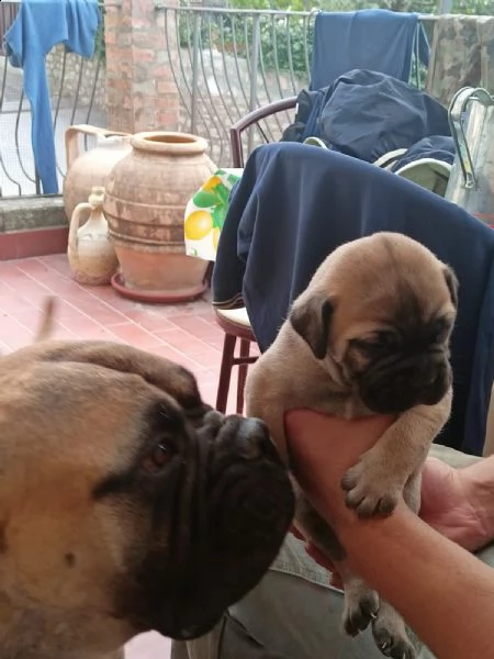 cuccioli bulmastiff 