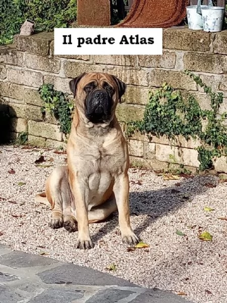 cuccioli bulmastiff  | Foto 5