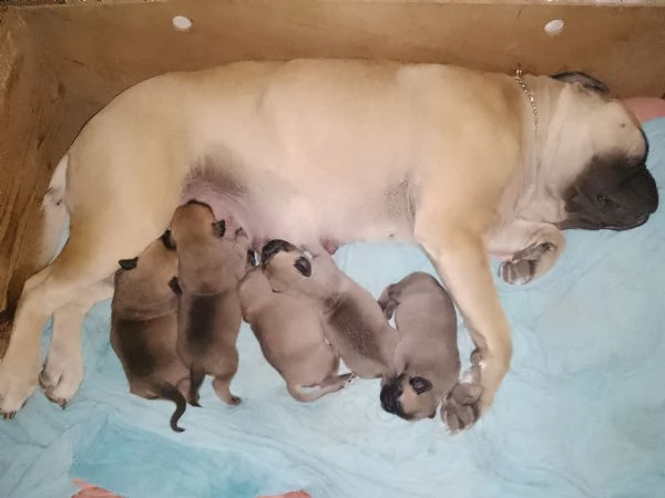 cuccioli bulmastiff  | Foto 4