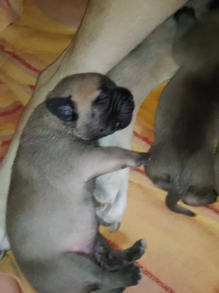 cuccioli bulmastiff  | Foto 2