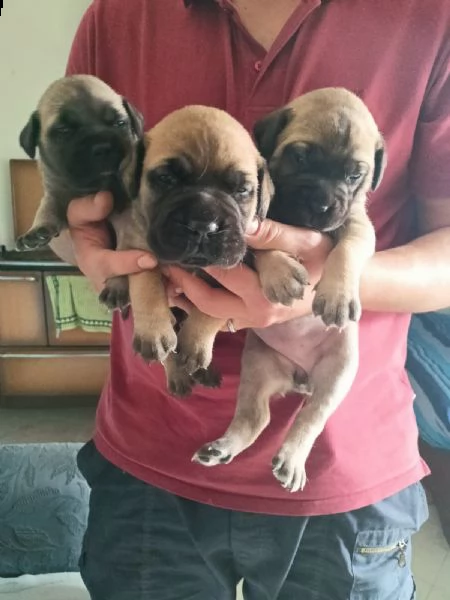 cuccioli bulmastiff  | Foto 1
