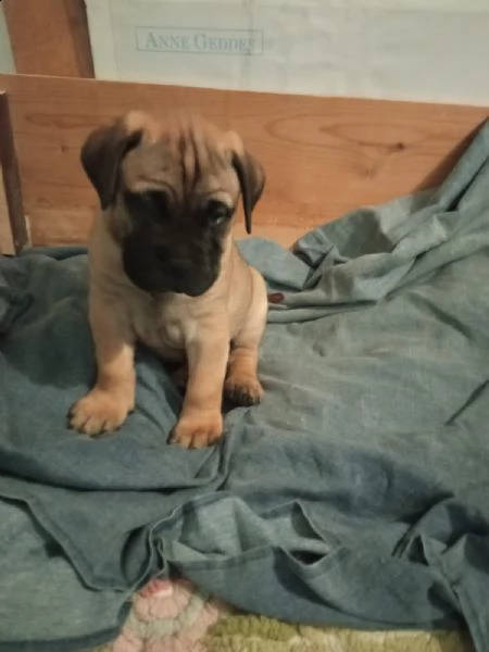 cucciolo di bullmastiff maschio 
