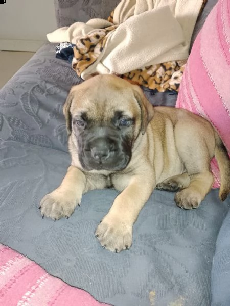 cucciolo di bullmastiff maschio  | Foto 6