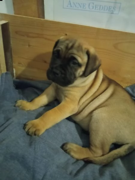 cucciolo di bullmastiff maschio  | Foto 5