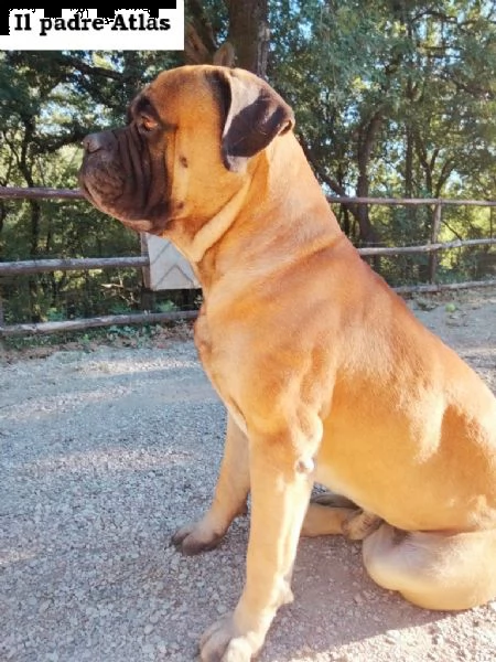 cucciolo di bullmastiff maschio  | Foto 4
